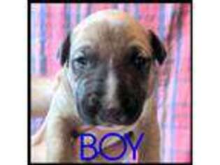 Bull Terrier Puppy for sale in Fort Wayne, IN, USA