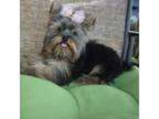 Yorkshire Terrier Puppy for sale in San Angelo, TX, USA