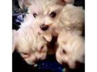 Maltese Puppy for sale in Manchester, TN, USA