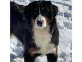 Bernese Mountain Dog Puppy for sale in Great Bend, KS, USA