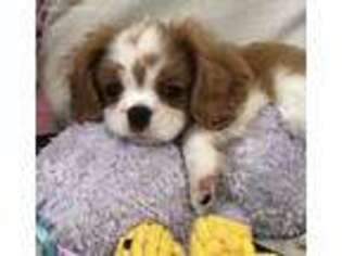 Cavalier King Charles Spaniel Puppy for sale in Garden City, KS, USA