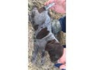 German Shorthaired Pointer Puppy for sale in Kensington, KS, USA