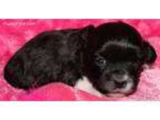 Mal-Shi Puppy for sale in Billings, MO, USA