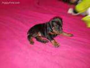 Doberman Pinscher Puppy for sale in Williamsburg, VA, USA