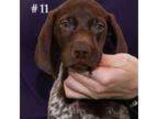 German Shorthaired Pointer Puppy for sale in Katy, TX, USA