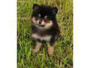 Pomeranian Puppy for sale in Stockton, CA, USA