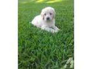 Goldendoodle Puppy for sale in TABOR CITY, NC, USA