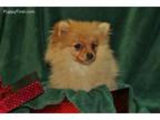 Pomeranian Puppy for sale in Eustace, TX, USA