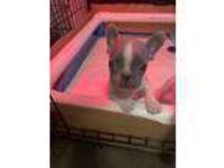 French Bulldog Puppy for sale in Maple Heights, OH, USA