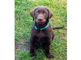 Labrador Retriever Puppy for sale in Amherst, CO, USA