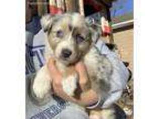 Australian Shepherd Puppy for sale in Salina, KS, USA