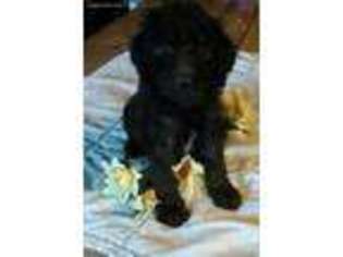 Labradoodle Puppy for sale in Elmira, NY, USA