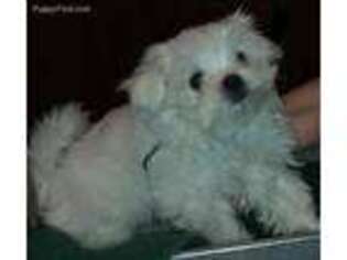 Maltese Puppy for sale in Buena Park, CA, USA