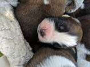 Saint Bernard Puppy for sale in Walla Walla, WA, USA