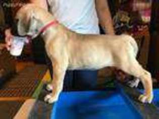 Great Dane Puppy for sale in Ewa Beach, HI, USA