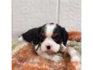 Cavalier King Charles Spaniel Puppy for sale in Binger, OK, USA