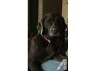 Labrador Retriever Puppy for sale in SPARKS, NV, USA