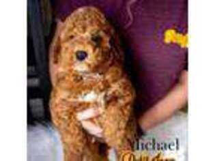 Cavapoo Puppy for sale in Perryville, AR, USA