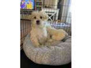 West Highland White Terrier Puppy for sale in Largo, FL, USA