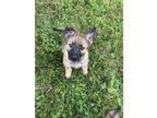 German Shepherd Dog Puppy for sale in Roscoe, IL, USA