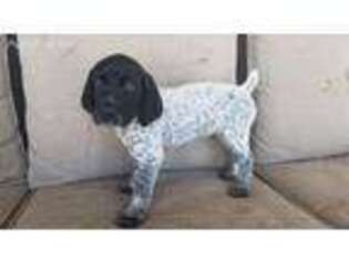 German Shorthaired Pointer Puppy for sale in Odenville, AL, USA