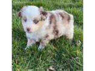 Australian Shepherd Puppy for sale in Louisville, KY, USA
