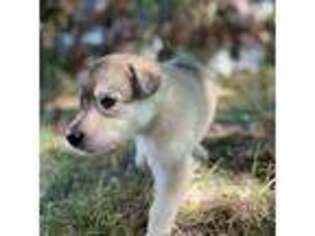 Alaskan Malamute Puppy for sale in Pittsburgh, PA, USA