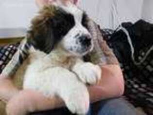 Saint Bernard Puppy for sale in Colby, WI, USA