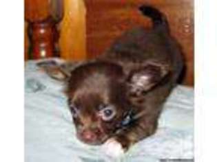 Chihuahua Puppy for sale in MARY ESTHER, FL, USA