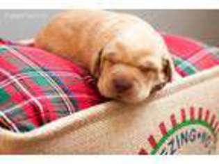 Labrador Retriever Puppy for sale in Penn Laird, VA, USA