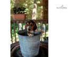 Beagle Puppy for sale in Joplin, MO, USA