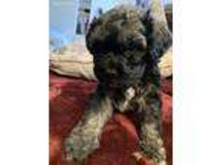 Shih-Poo Puppy for sale in Rockville, MD, USA