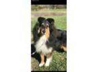 Shetland Sheepdog Puppy for sale in Marysville, OH, USA