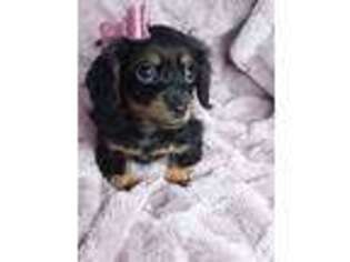 Dachshund Puppy for sale in Jasonville, IN, USA