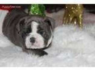 Bulldog Puppy for sale in Hempstead, TX, USA