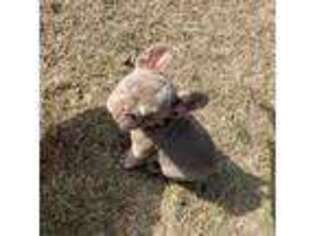 French Bulldog Puppy for sale in Omaha, NE, USA