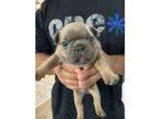 French Bulldog Puppy for sale in Hilo, HI, USA