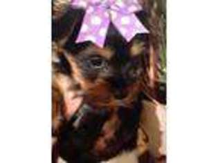 Yorkshire Terrier Puppy for sale in Glen Rose, TX, USA