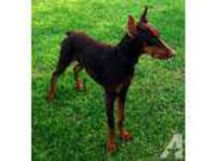 Doberman Pinscher Puppy for sale in Phoenix, AZ, USA