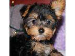 Yorkshire Terrier Puppy for sale in Billings, MO, USA