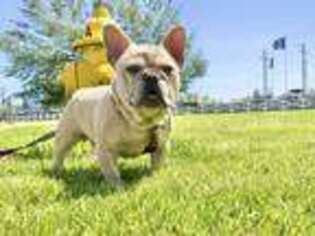 French Bulldog Puppy for sale in Fredericksburg, TX, USA