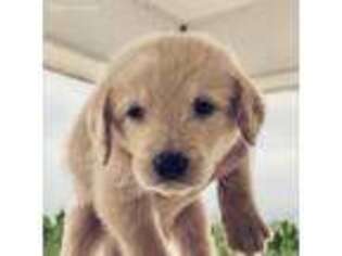 Labradoodle Puppy for sale in Odum, GA, USA