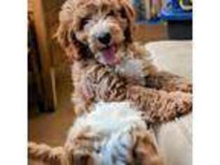 Goldendoodle Puppy for sale in Desert Hot Springs, CA, USA