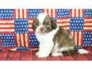 Shih-Poo Puppy for sale in Downsville, LA, USA
