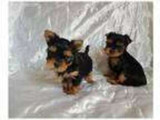 Yorkshire Terrier Puppy for sale in Decatur, TX, USA
