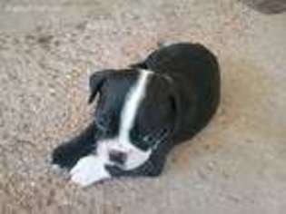 Boston Terrier Puppy for sale in Seguin, TX, USA