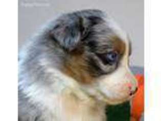 Anatolian Shepherd Puppy for sale in Falcon, MO, USA