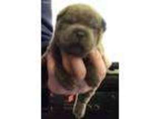 Mutt Puppy for sale in Antioch, TN, USA