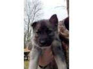 Siberian Husky Puppy for sale in Chillicothe, OH, USA