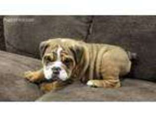 Bulldog Puppy for sale in Clyde, KS, USA